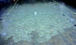 山东吃瓜中毒视频,揭秘夏日美食背后的安全隐患