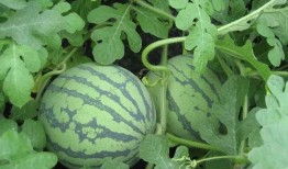 狗哥吃瓜树叶视频大全,萌宠趣味视频大盘点