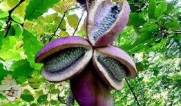 兄弟吃八月瓜视频,八月瓜视频见证欢乐时光