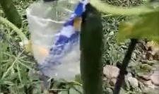 烟台吃瓜事件真相视频,揭秘真相背后的惊人内幕