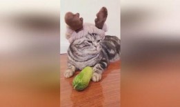 小猫咪可以吃老瓜嘛视频,揭秘小猫咪能否享用老瓜之谜