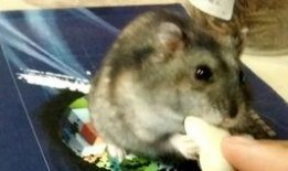 米奇吃瓜的视频,趣味视频背后的故事