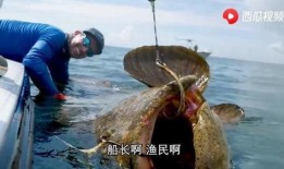 中国吃瓜船捡鱼视频播放,这波操作太“渔”了！