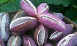 兄弟吃八月瓜视频,八月瓜视频见证欢乐时光