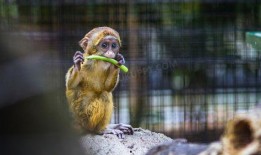 猴子吃瓜动作图片高清视频,高清视频捕捉猴子吃瓜瞬间