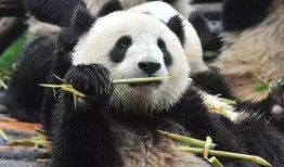 三只吃瓜大熊猫视频