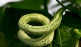 第一次吃蛇瓜完整视频,揭秘独特口感与营养价值