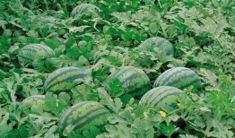 狗哥吃瓜树叶视频大全,萌宠趣味视频大盘点