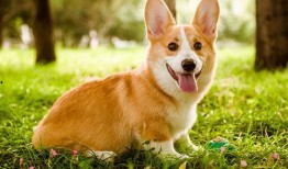 柯基犬可以吃凉瓜吗视频