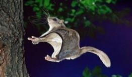 飞鼠吃不吃莫斯瓜呢视频,揭秘飞鼠是否钟爱莫斯瓜