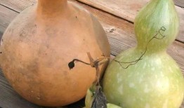 葫芦瓜嫩籽可以吃吗视频