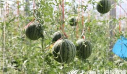 吃瓜长视频,一场视觉盛宴背后的故事