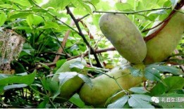 小时候吃八月瓜好吗视频,八月瓜的美味时光