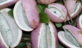 兄弟吃八月瓜视频,八月瓜视频见证欢乐时光