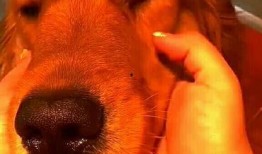 带你吃瓜保护狗狗视频,带你走进狗狗的世界