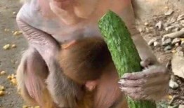 女子吃瓜像猴子的视频,吃瓜像猴子，网友直呼可爱