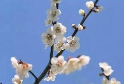 梅花七的吃瓜视频,揭秘娱乐圈幕后故事