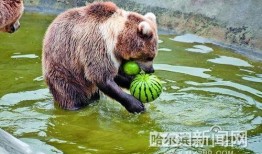 各种动物吃瓜视频,动物们的“美食”盛宴