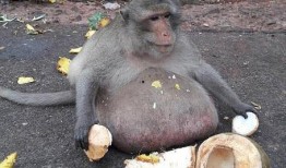 猴子吃瓜动作图片高清视频,高清视频捕捉猴子吃瓜瞬间