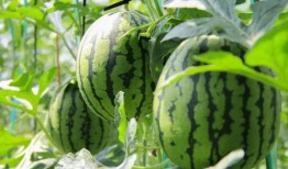 农民摘西瓜吃瓜视频,农民摘瓜吃瓜，共享丰收喜悦