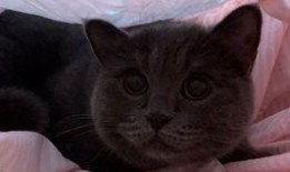 小猫咪可以吃老瓜嘛视频,揭秘小猫咪能否享用老瓜之谜