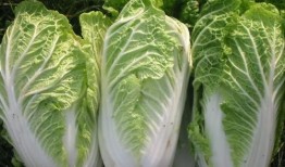 白菜视频吃瓜群众,吃瓜群众的狂欢盛宴