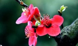 梅花七的吃瓜视频,揭秘娱乐圈幕后故事