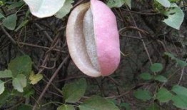 小时候吃八月瓜好吗视频,八月瓜的美味时光