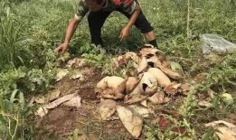 蔚县吃瓜最新事件真相视频,真相视频曝光背后的真相