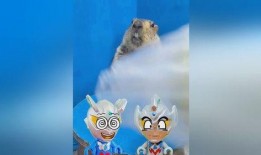 土拨鼠吃瓜视频,揭秘动物界的“美食家”