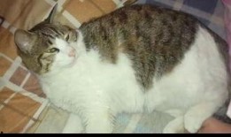 小猫吃瓜群众视频,萌宠版“吃瓜群众”爆笑日常