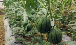 最新小视频吃瓜,一场全民参与的娱乐盛宴