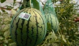 新乐市吃瓜事件真相视频,揭秘真相背后的惊人内幕