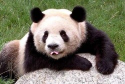 三只吃瓜大熊猫视频