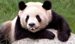 三只吃瓜大熊猫视频