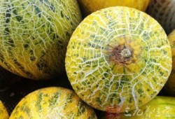 买哈密瓜吃吗有营养吗视频,吃哈密瓜真的有这么多好处吗？