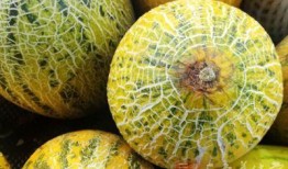 买哈密瓜吃吗有营养吗视频,吃哈密瓜真的有这么多好处吗？