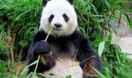 三只吃瓜大熊猫视频