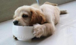 带你吃瓜狗子跳舞视频,带你领略“吃瓜”乐趣