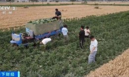 潍坊村委会视频吃瓜