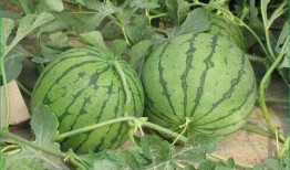 吃小凤瓜的好处和坏处视频,益处与风险揭秘