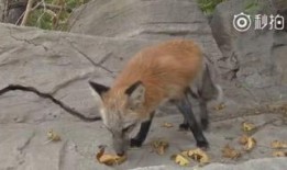 喜欢吃瓜的狐狸视频