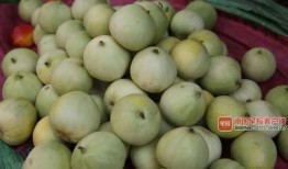 历年吃瓜视频,回顾那些让人捧腹大笑的吃瓜视频