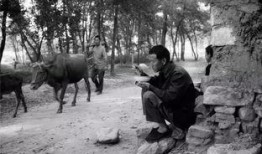 农村树底下吃瓜老太太视频,农村老太太悠闲度日