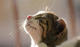 上海猫咪吃瓜视频播放,萌态可掬引网友热议