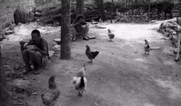 农村树底下吃瓜老太太视频,农村老太太悠闲度日