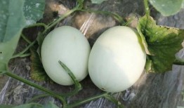 饭前吃玉菇瓜好不好呢视频,营养美味两不误