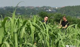 小长假吃瓜视频,短视频里的美食盛宴