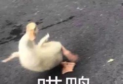 睡前沙雕吃瓜视频,揭秘娱乐圈那些不为人知的秘密