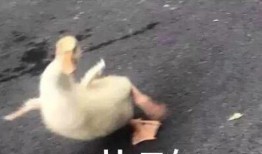 睡前沙雕吃瓜视频,揭秘娱乐圈那些不为人知的秘密